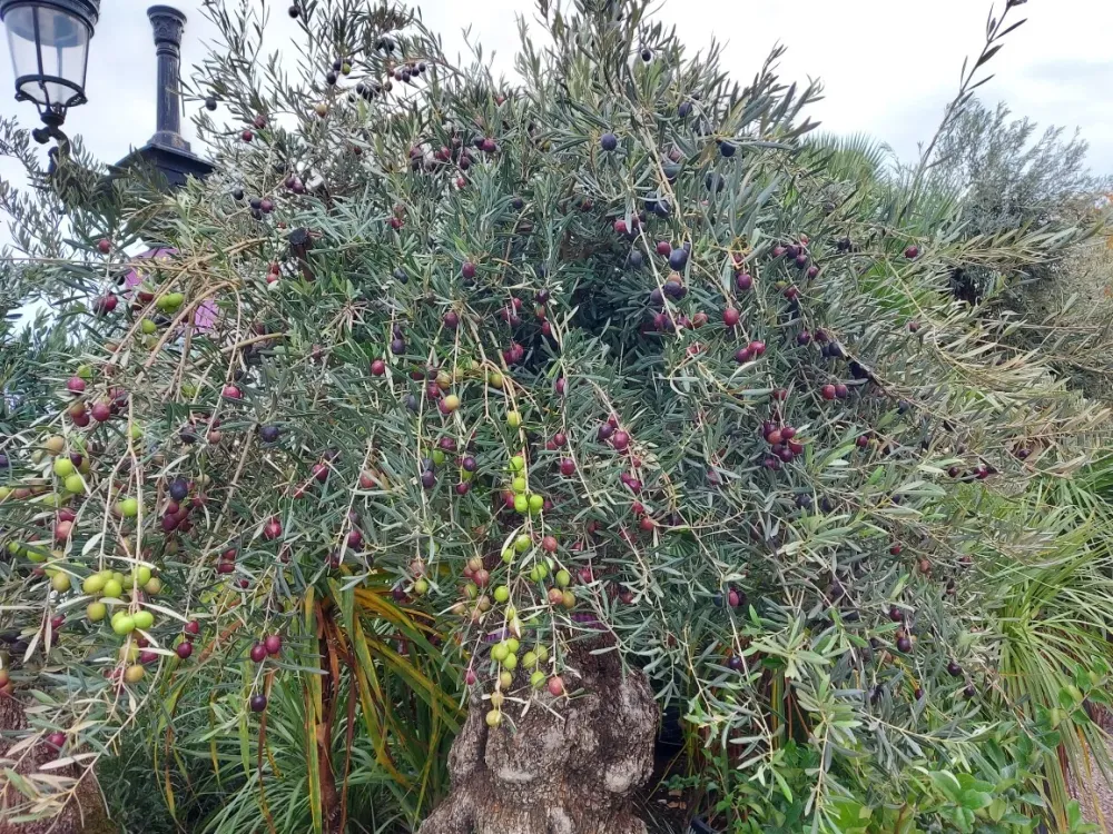 buisson